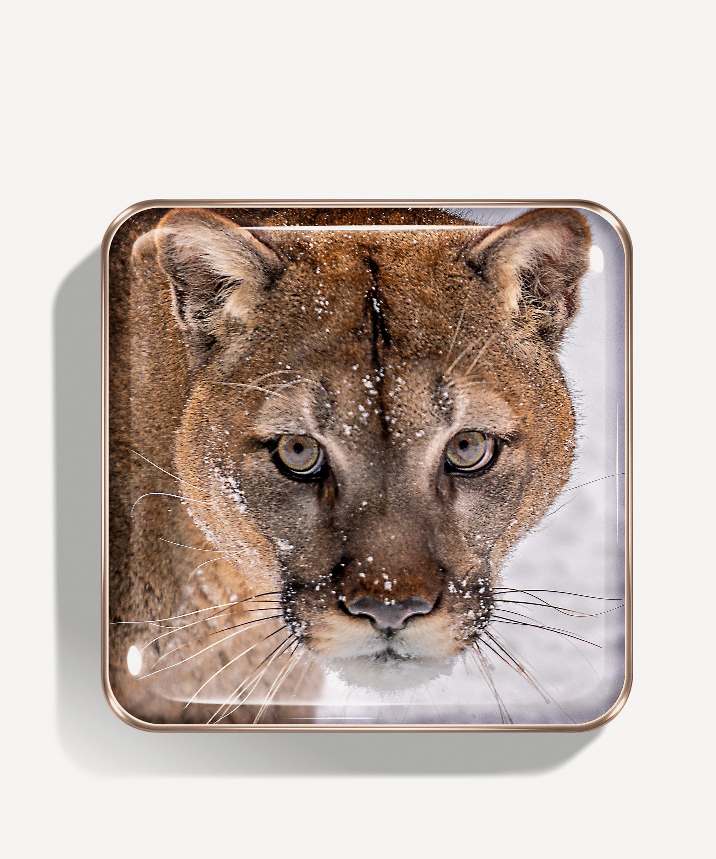 Chantecaille The Cougar Eye Quartet