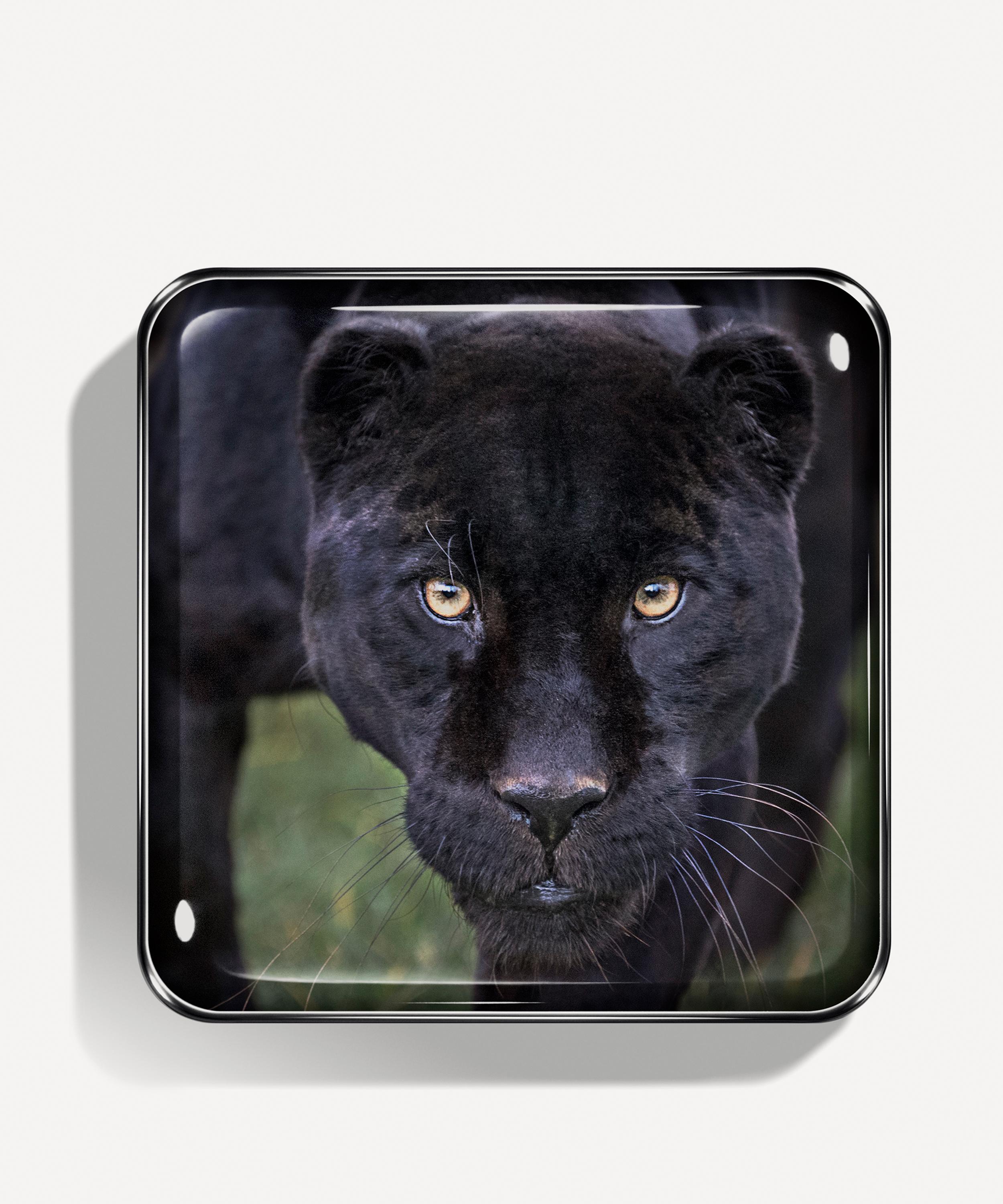 Chantecaille Black Jaguar Eye Quartet