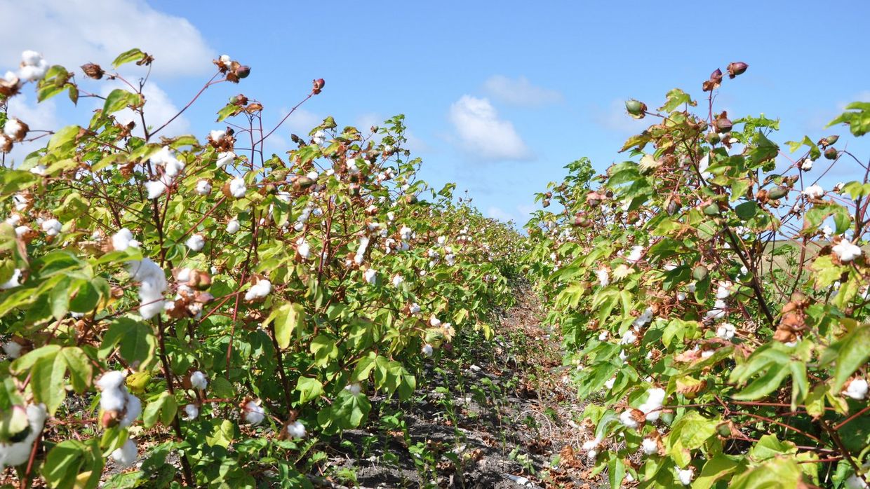 sea island cotton