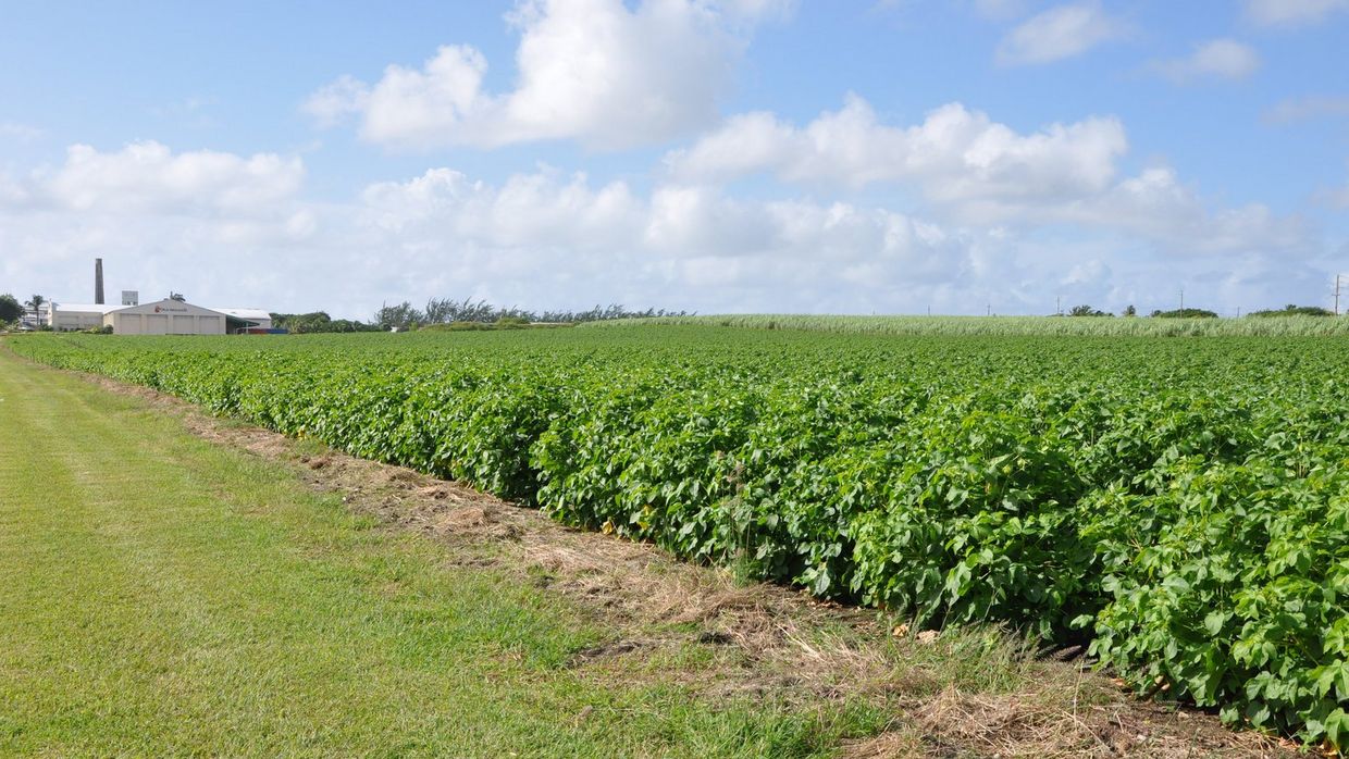 sea island cotton