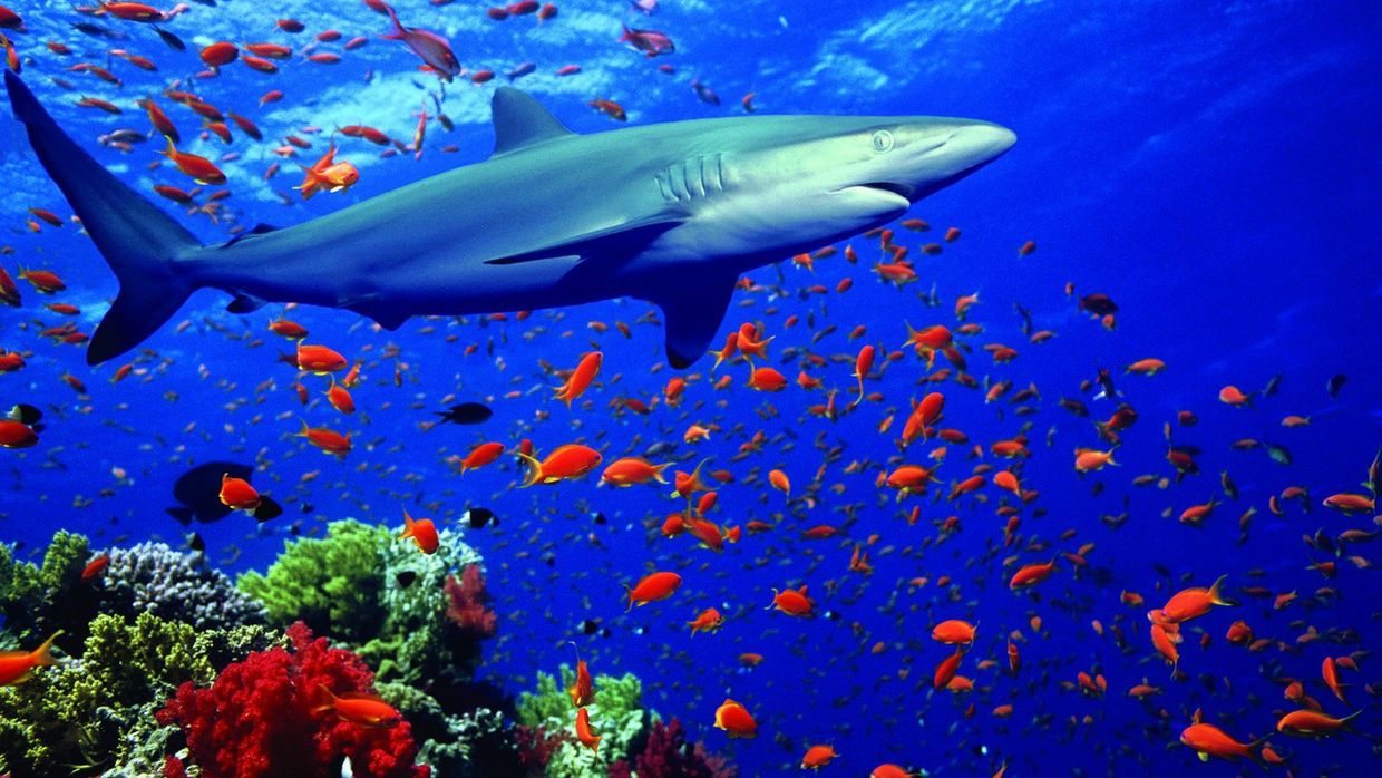 SHARK