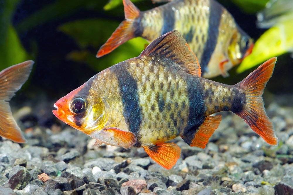 freshwater fish pets at home