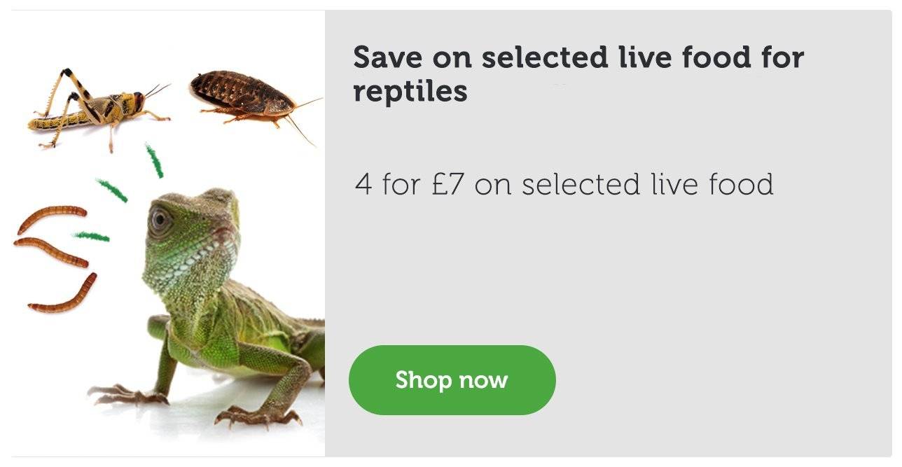 pets at home reptile accessories
