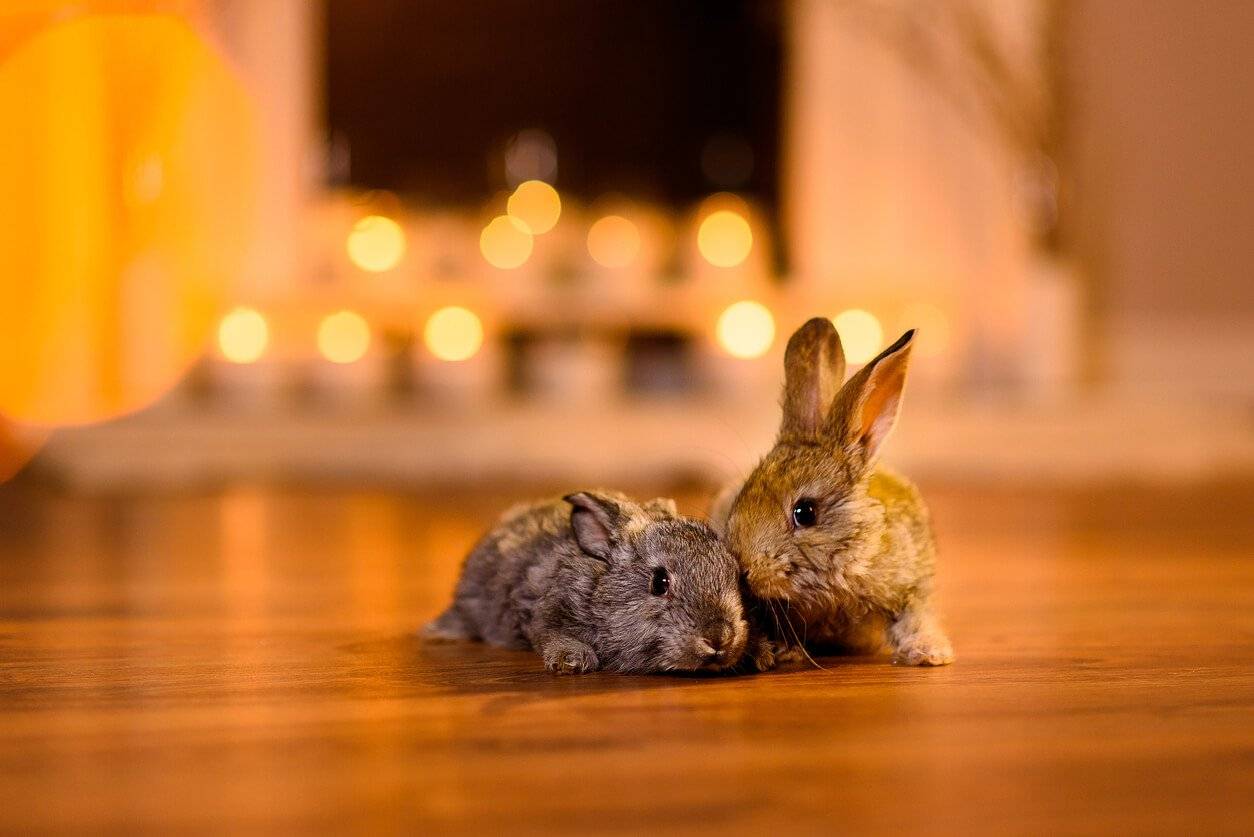 looking after a rabbit indoors