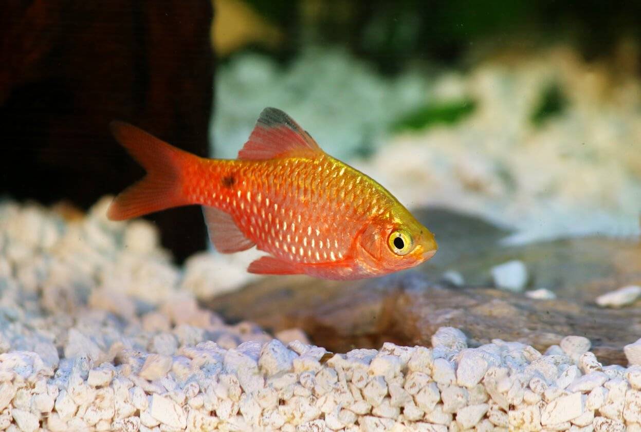 freshwater fish pets at home