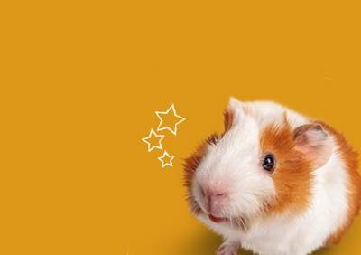 Guinea Pig Supplies Food Hutches Toys Pets At Home