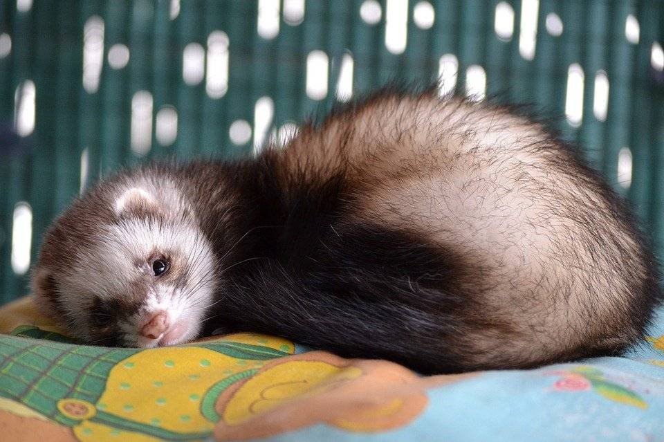 ferret pets at home
