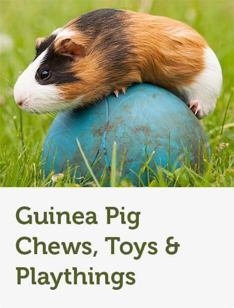 pets at home guinea pig shampoo