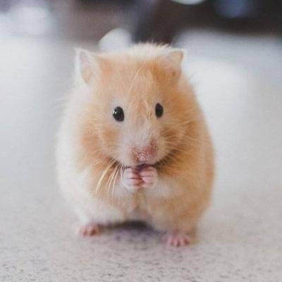 pets at home hamster cost