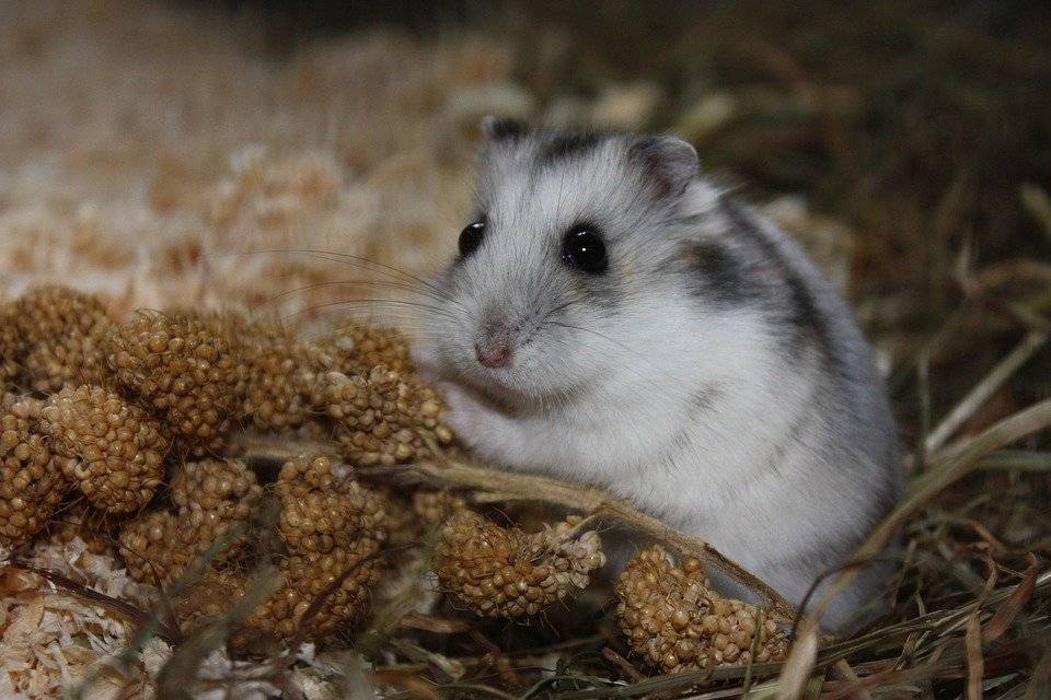 dwarf hamster pets at home