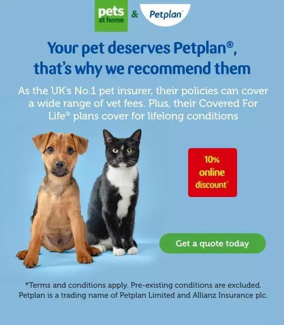 pets at home toy box