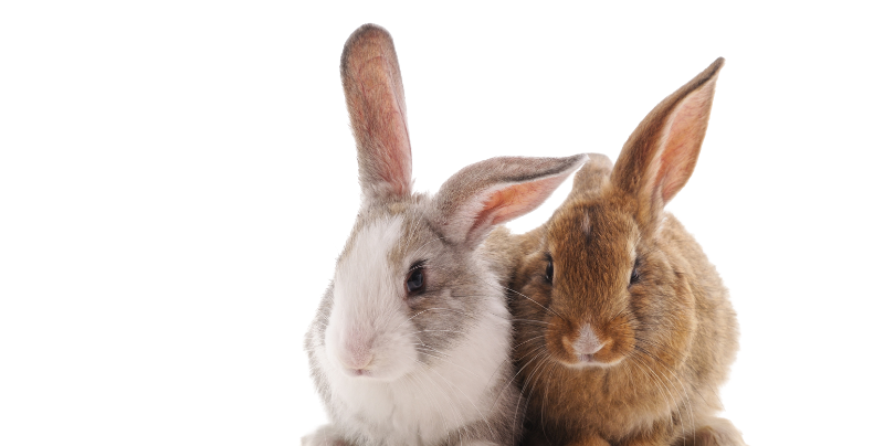 pet rabbit accessories