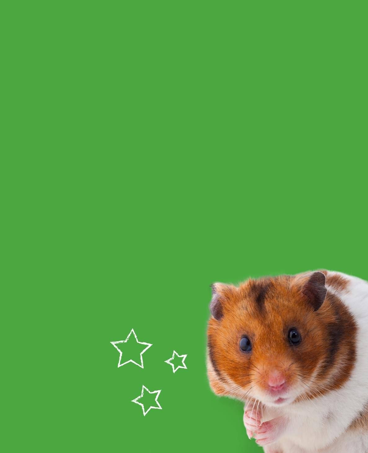 buy hamster pets at home