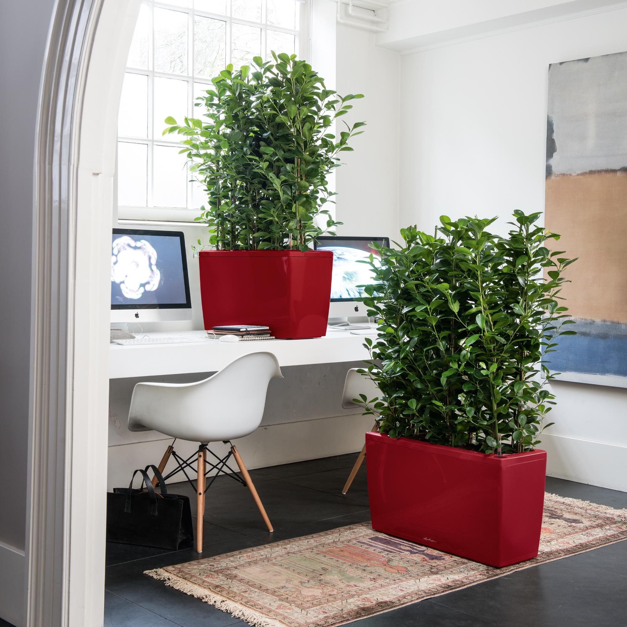 le_cararo_product_addi_04