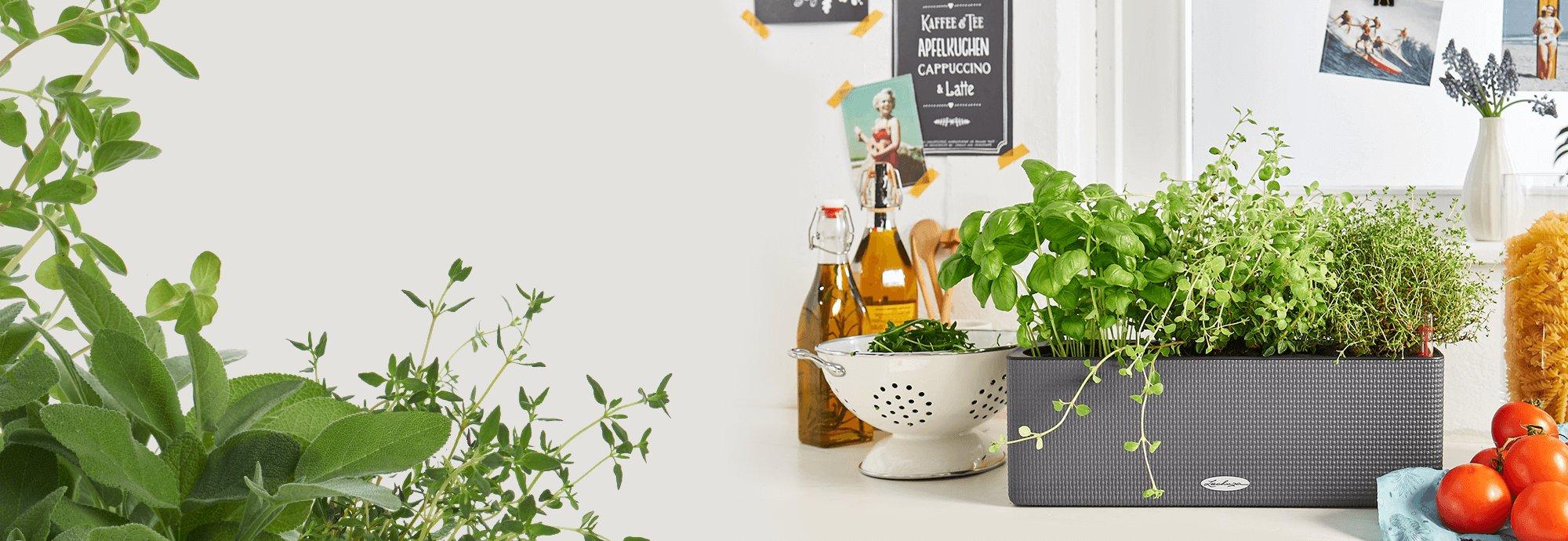 LECHUZA SelfWatering Planters USA