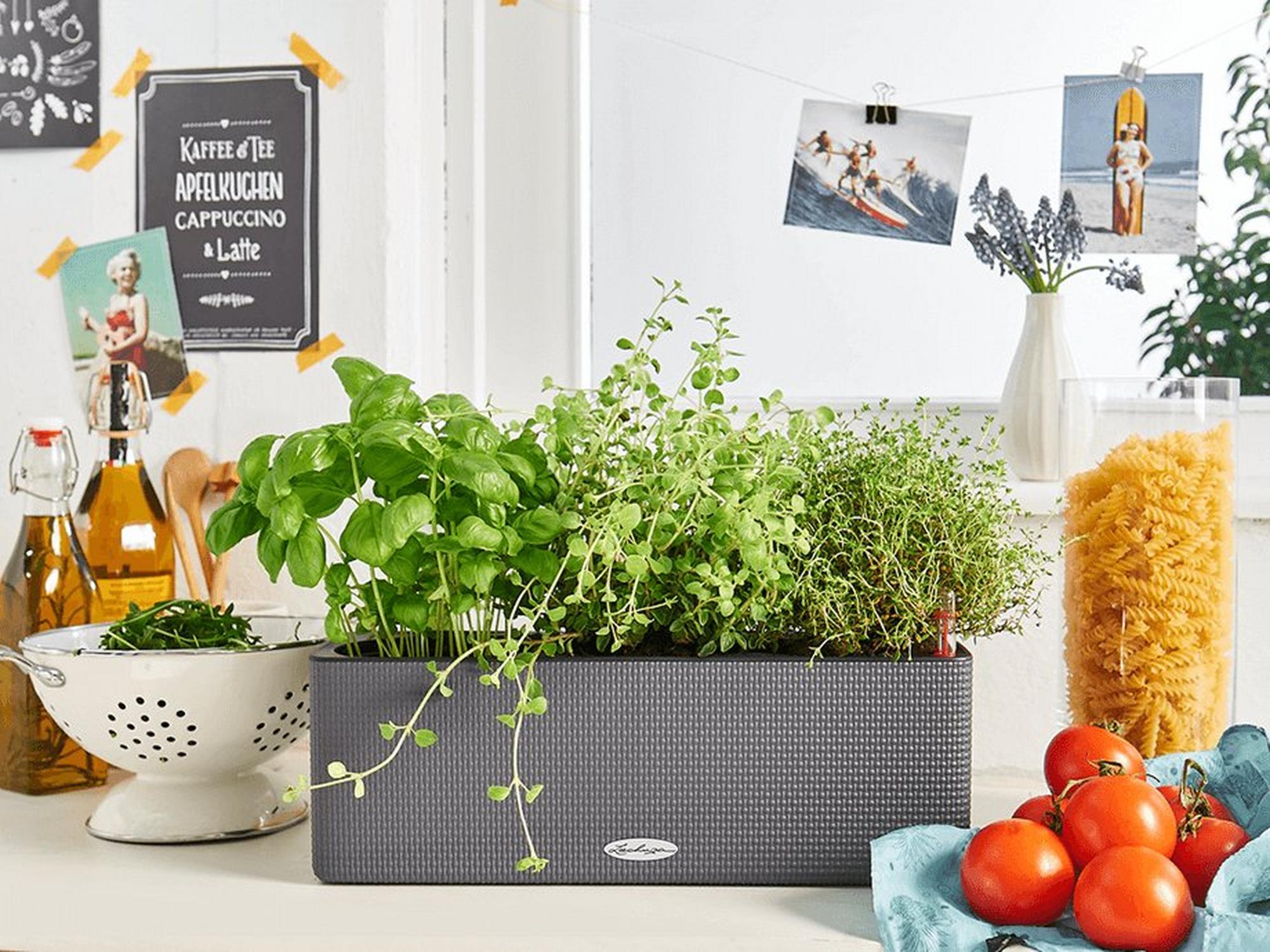 LECHUZA SelfWatering Planters USA