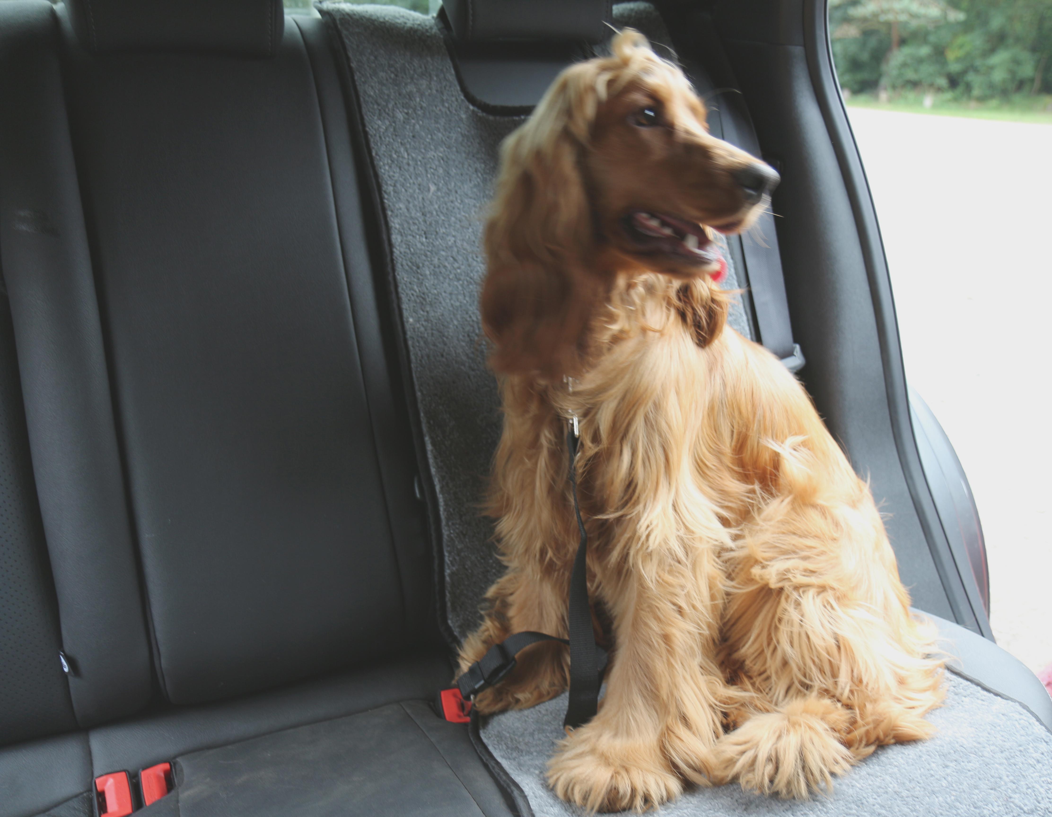 rac dog harness halfords