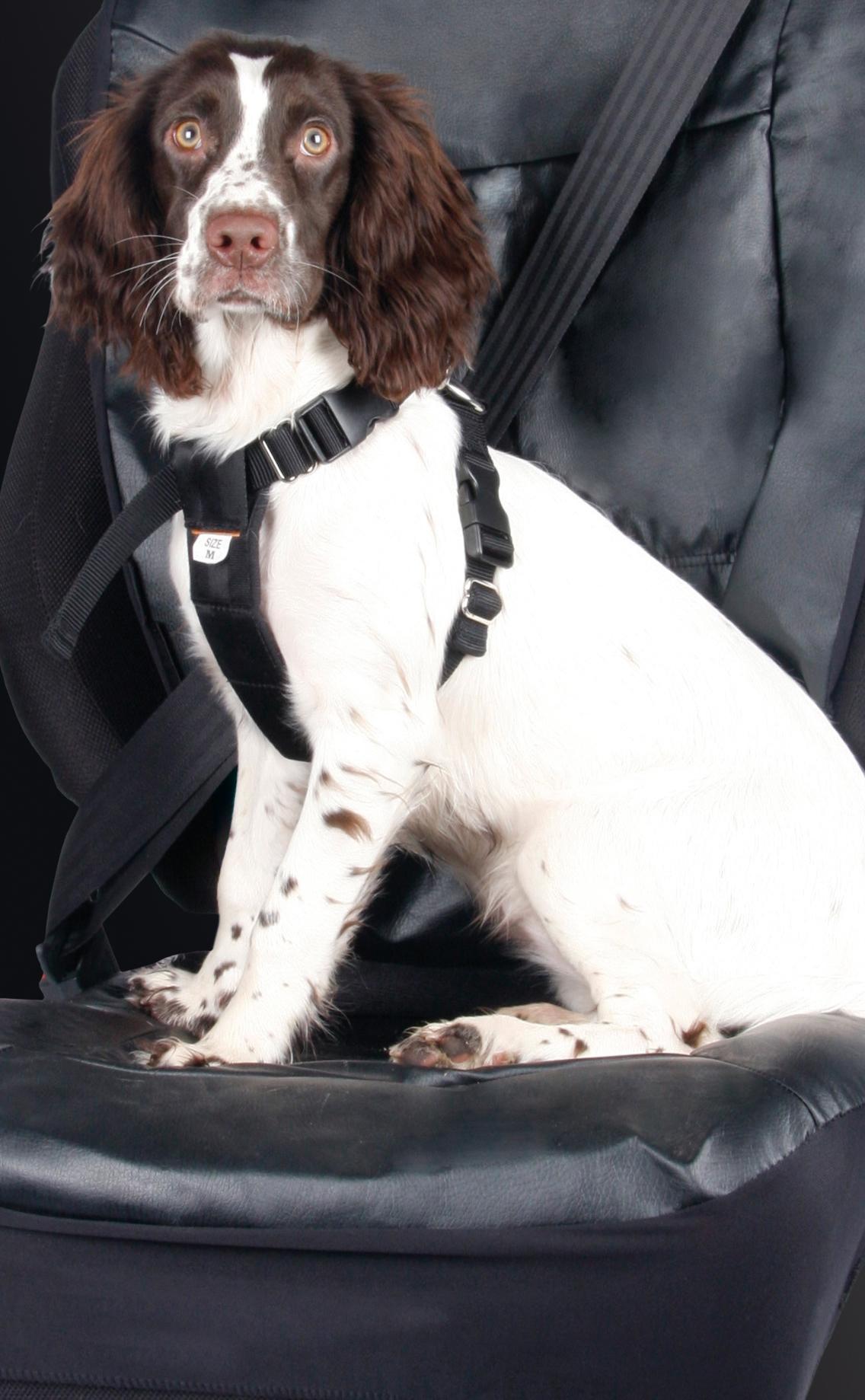 dog seat belt harness pets at home