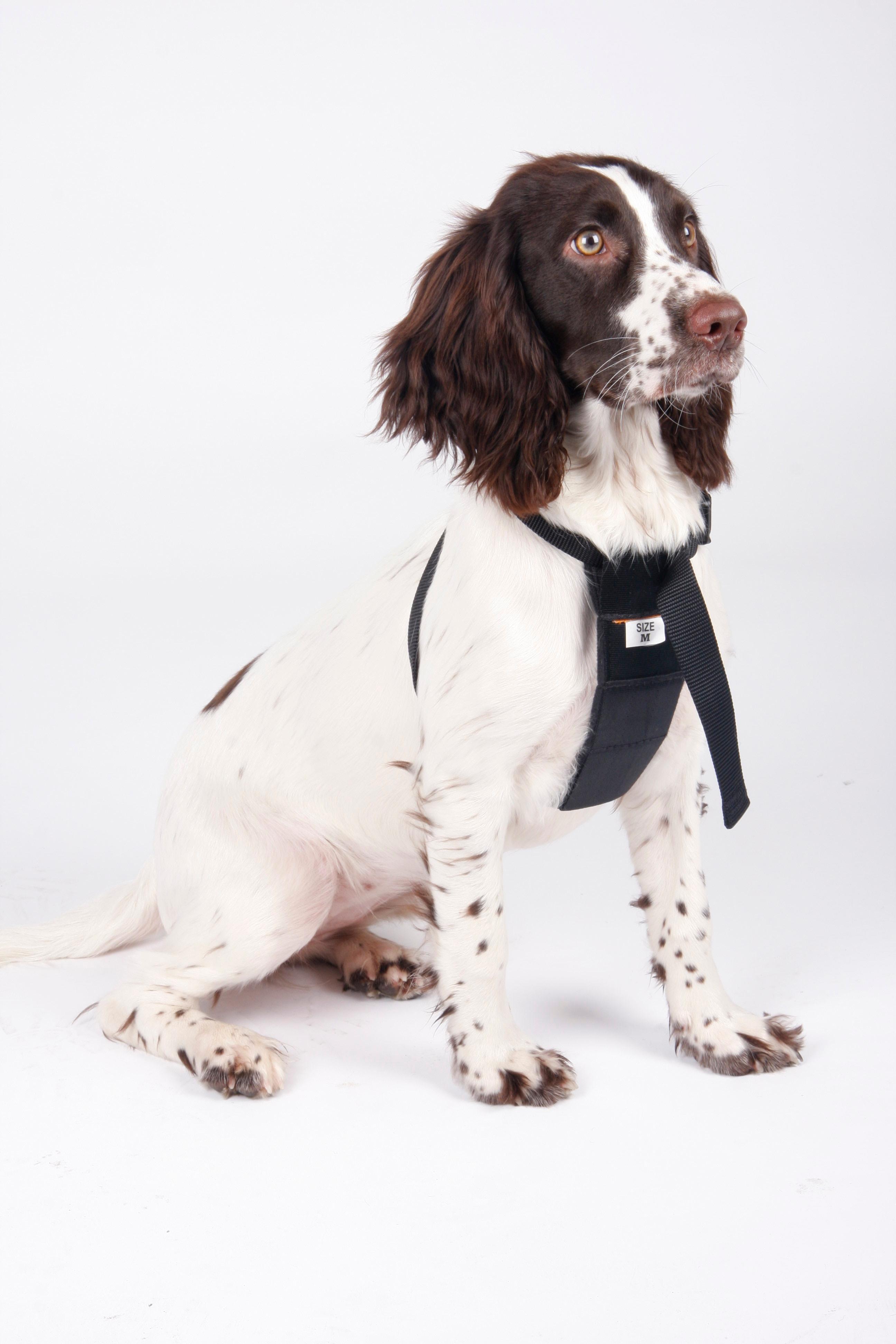 halfords dog harness