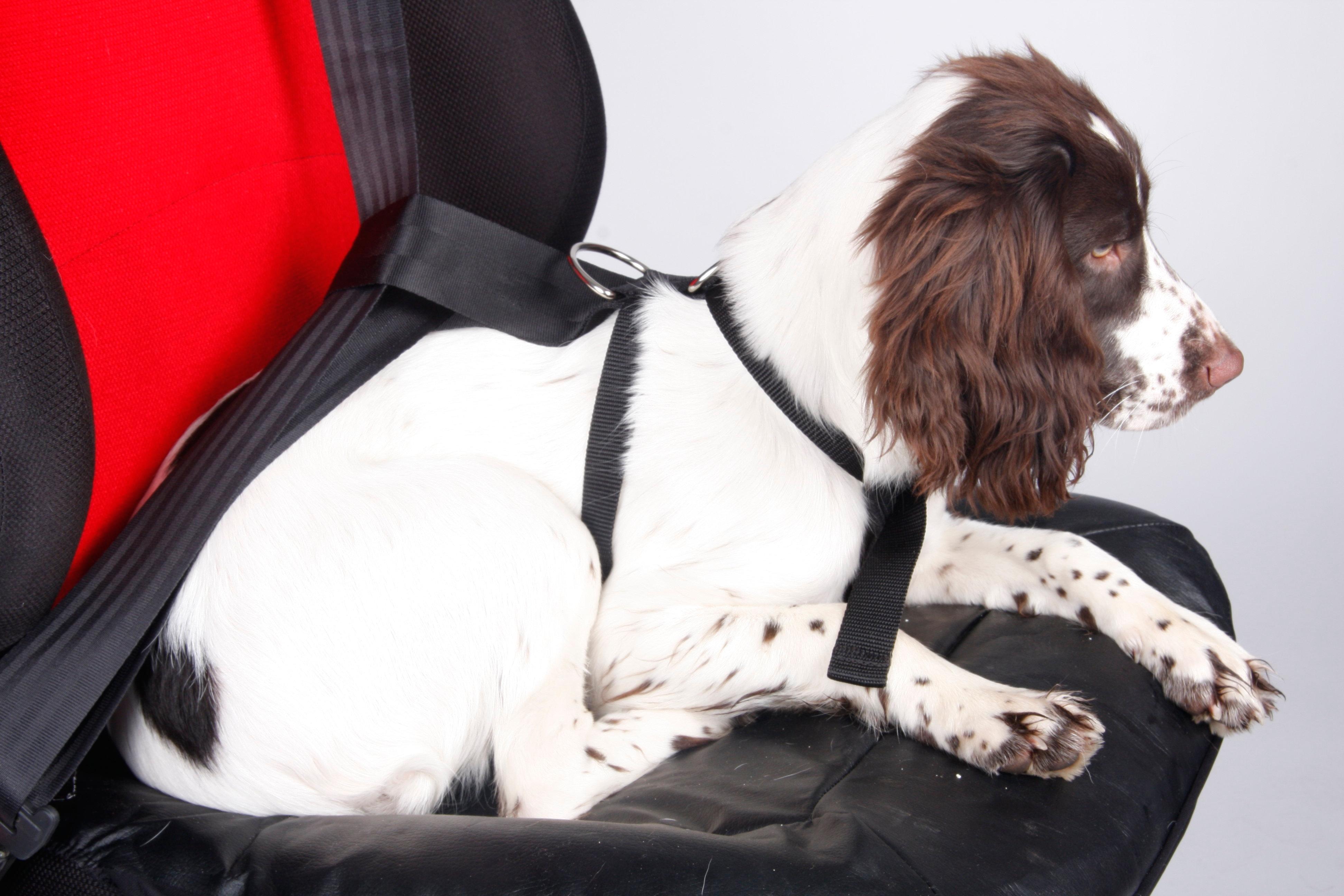 Medium Dog Car Harness | Halfords UK