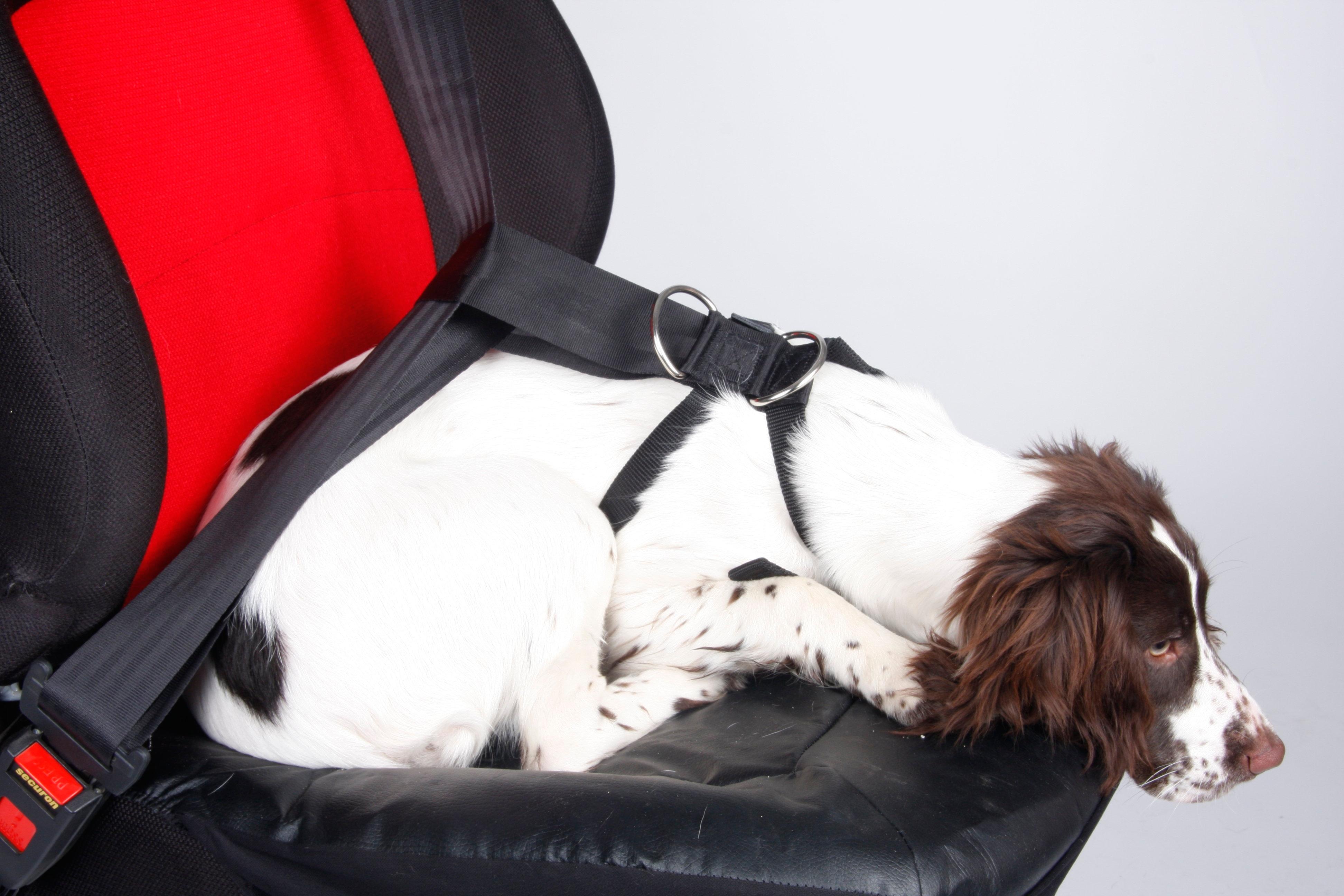 large dog seat belt harness