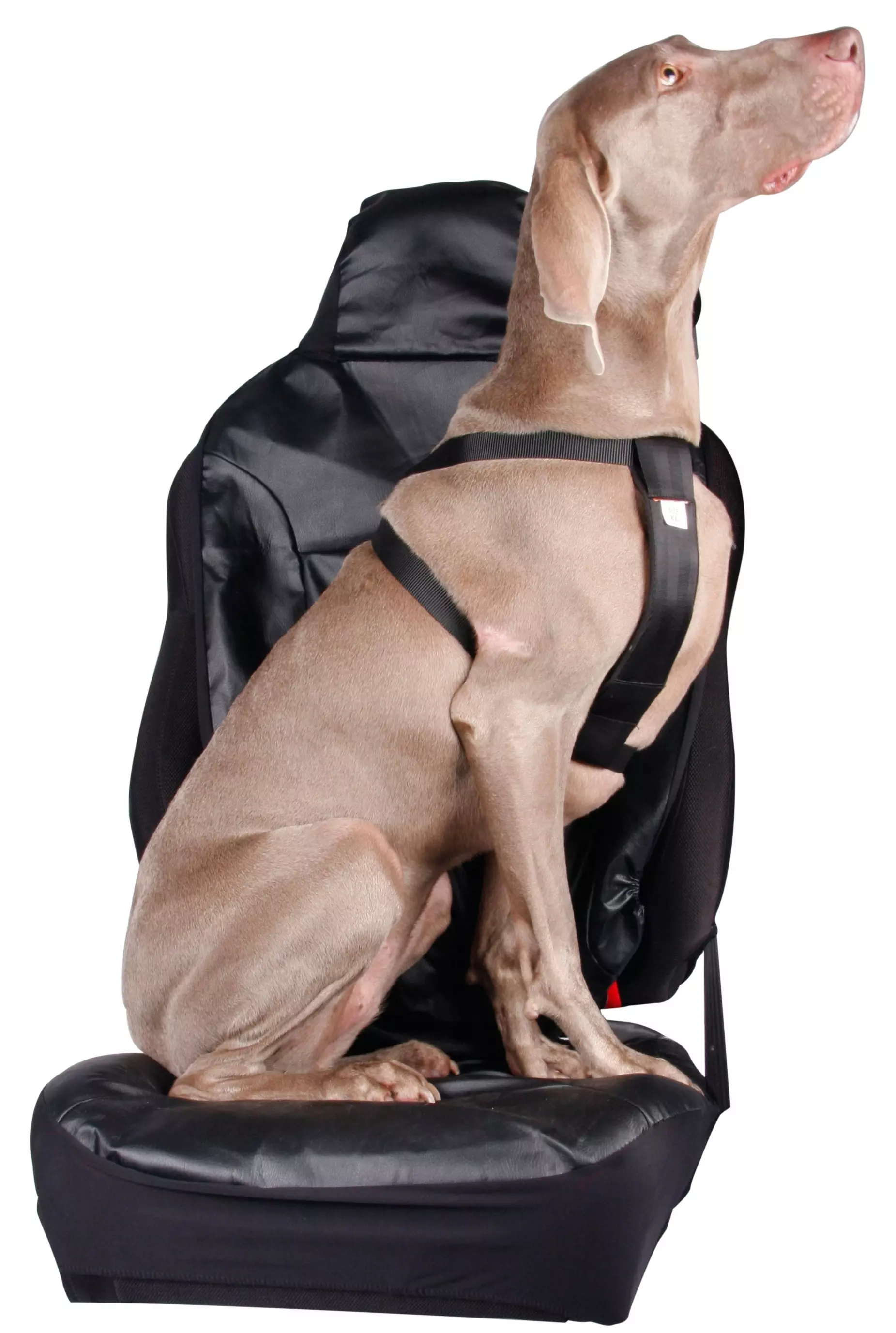 Halfords XL Dog Car Harness | Halfords UK
