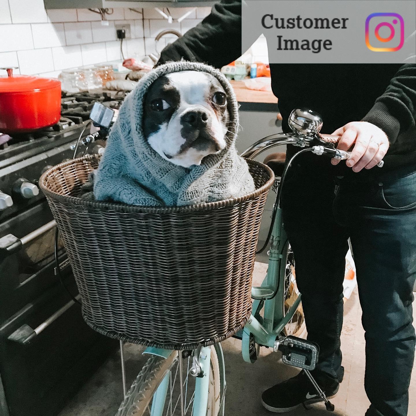 dog basket for bike halfords