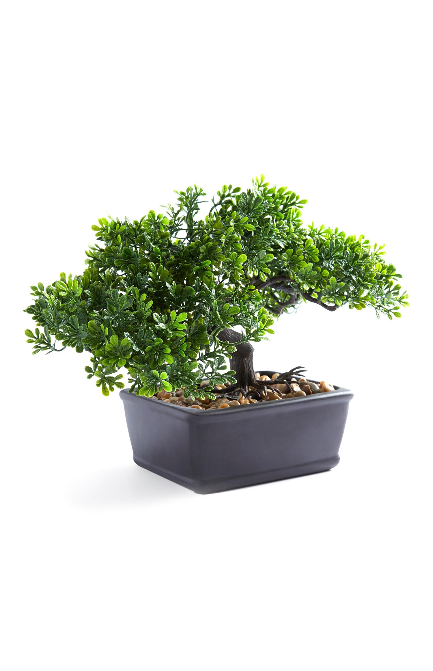 Bonsai grande